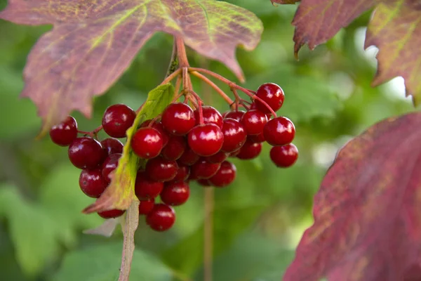 Baies de Viburnum sur une branche d'arbre — Photo