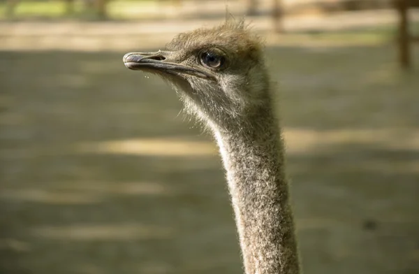 Great looking and ostrich — Stock Photo, Image