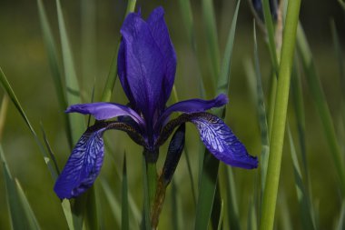 çiçek açan Iris orman