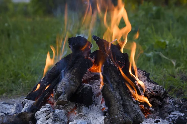 Focul din pădure — Fotografie, imagine de stoc