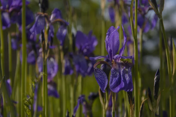 Hutan Iris yang mekar — Stok Foto