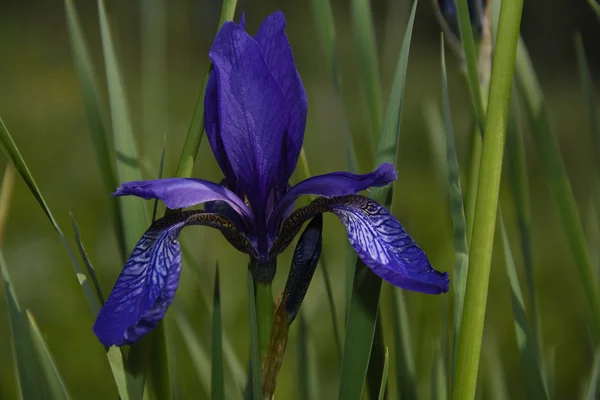 Floreciente bosque de Iris Imágenes de stock libres de derechos