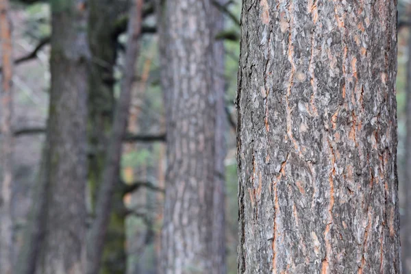 Fa az erdőben — Stock Fotó