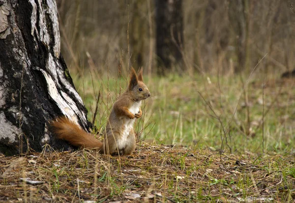 Eichhörnchen im Wald — Stockfoto