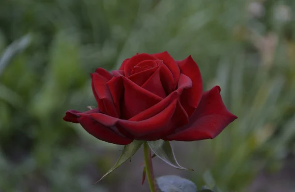 Beautiful red rose — Stock Photo, Image