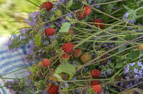 Strawberries and thyme — Stock Photo, Image