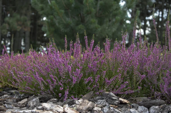 Květy fialové heather — Stock fotografie
