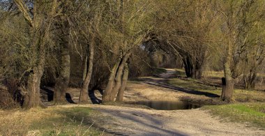 güneşli bir günde yeşil ormanda yol