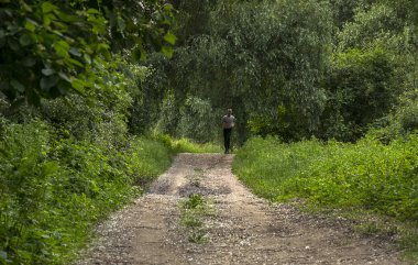 güneşli bir günde yeşil ormanda yol