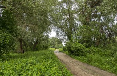 güneşli bir günde yeşil ormanda yol
