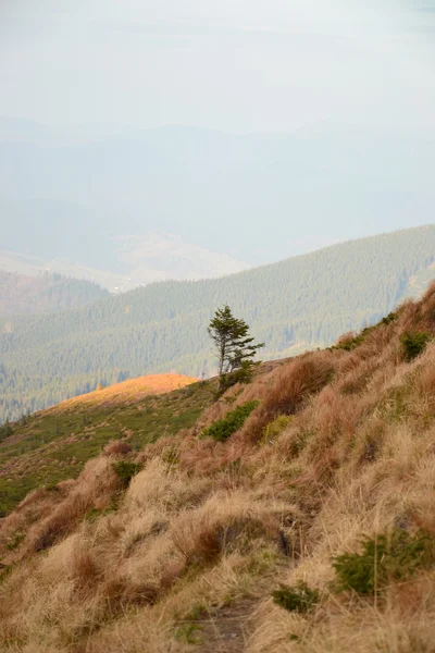 El cielo sobre un árbol solitario en las montañas —  Fotos de Stock