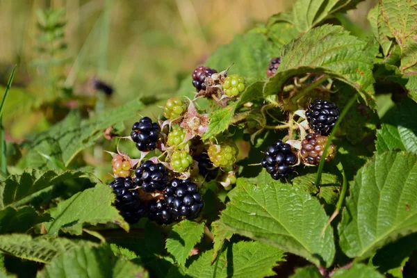 Blackberries on a branch with leaves — Stock Photo, Image