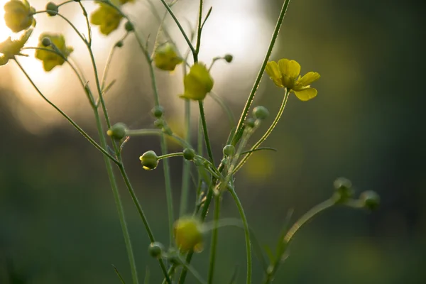 Small yellow flower blossoming in the sunset — Stock Photo, Image