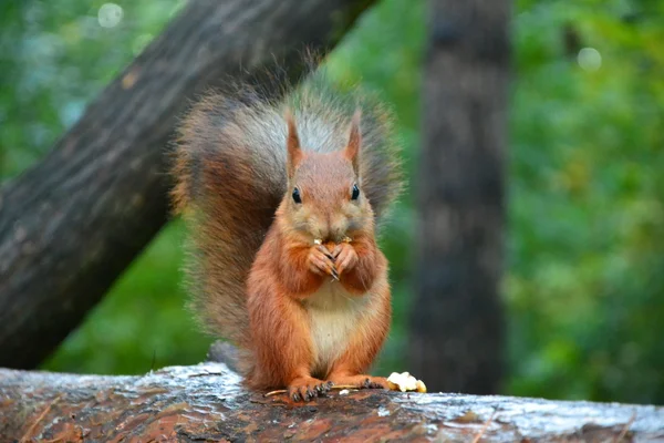 Squirrel in the forest — Stock Photo, Image