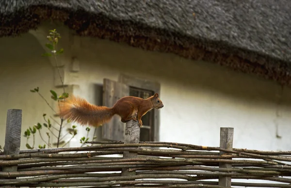 Jumping squirrel on a wicker fence — Stock Photo, Image