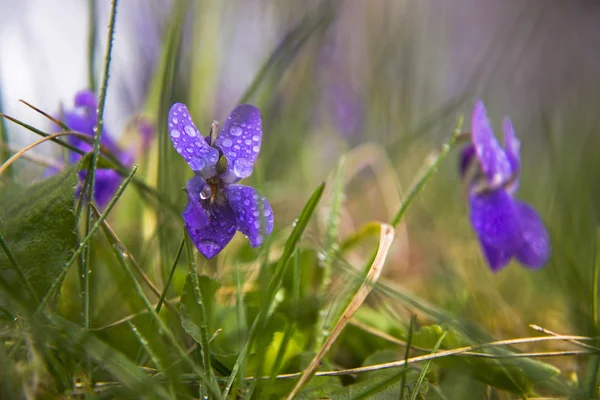 Violets among green leaves covered with dew — Stock Photo, Image