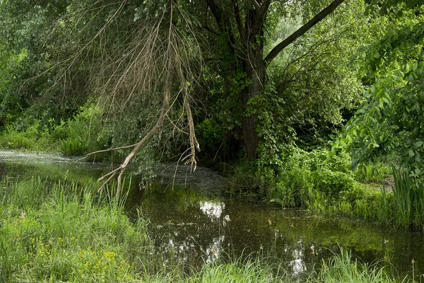 Bos op het moeras in de zomerdag — Stockfoto