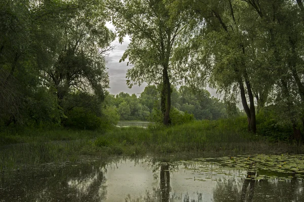 Pădure pe mlaștină în ziua de vară — Fotografie, imagine de stoc