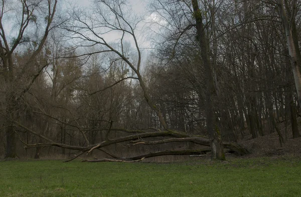 Podzim v lese — Stock fotografie