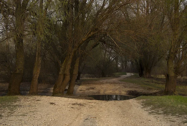 Camino en el bosque verde en un día soleado — Foto de Stock