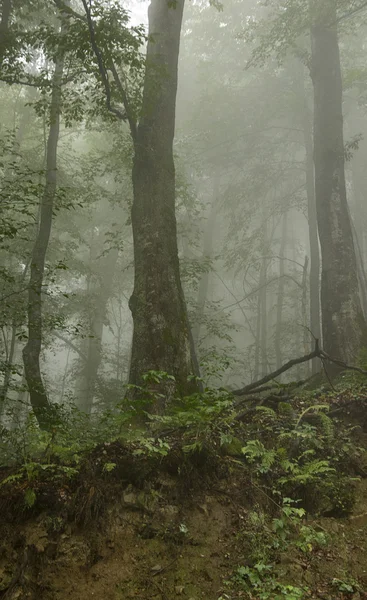 Mistig groen bos — Stockfoto