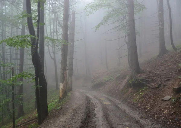 Mlhavý zelený les — Stock fotografie