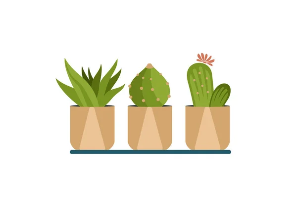 Geometrisk kaktusi i krukor. Inomhus gröna saft av olika former med blomma — Stock vektor