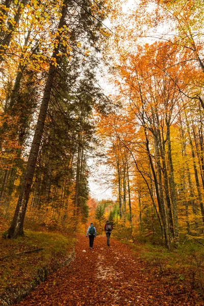 Girls trekking in the wood — Stock Photo, Image