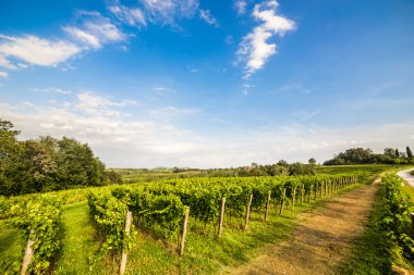 İtalyan kırsal alanda asma