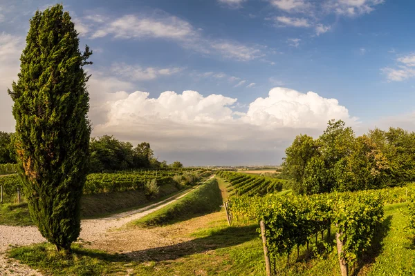 Grapevine field in the italian countryside — Stock Photo, Image