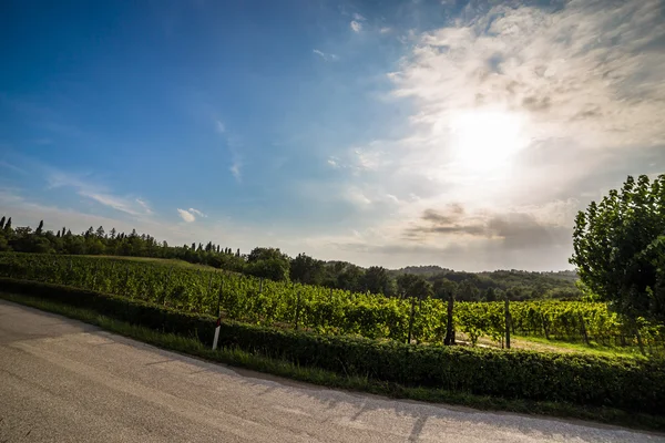 Grapevine field in the italian countryside — Stock Photo, Image