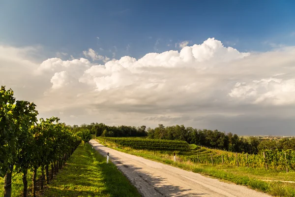 Campo de vid en el campo italiano — Foto de Stock