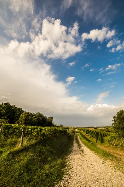 Grapevine field in the italian countryside — Stock Photo, Image