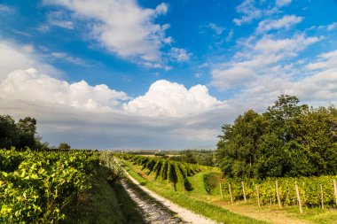 İtalyan kırsal alanda asma