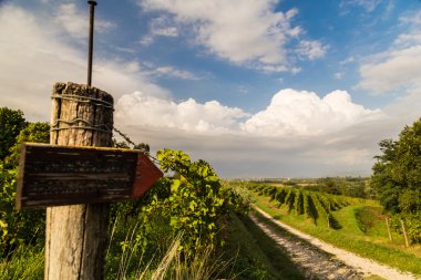 İtalyan kırsal alanda asma