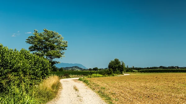 Road through the fields — Stock Photo, Image