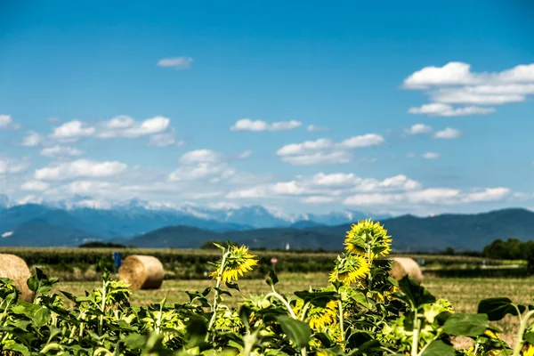 Sunflowers field in the italian countryside — Stock Photo, Image