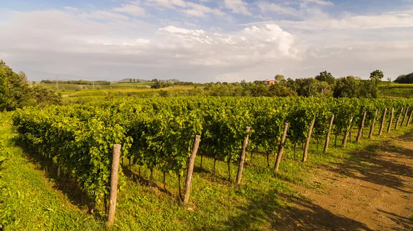 Grapevine field in the italian countryside — Stock Photo, Image