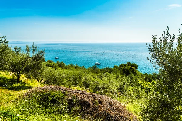 Yaz aylarında Trieste Körfezi