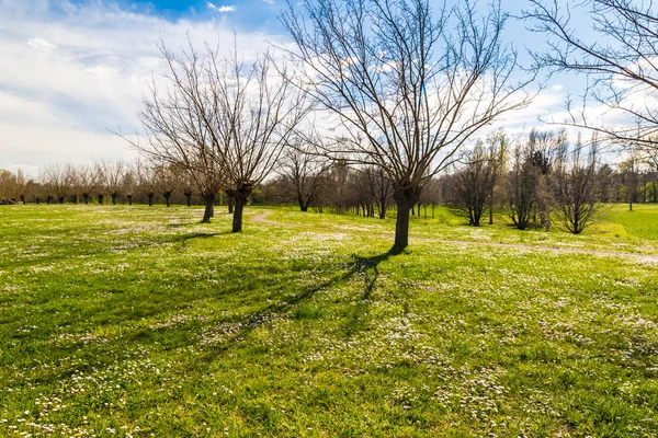 bahar sabahı alanları