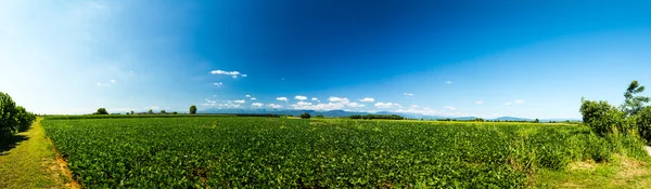 Gröna fälten i Italien — Stockfoto