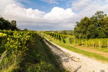 İtalyan kırsal alanda asma