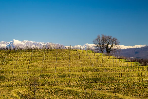 Vigneto all'inizio della primavera — Foto Stock