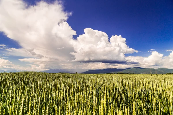 Tempesta sui campi — Foto Stock