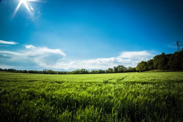 Fields of Italy in a spring day — Stock Photo, Image