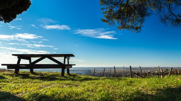 Viñedo a finales de invierno — Foto de Stock