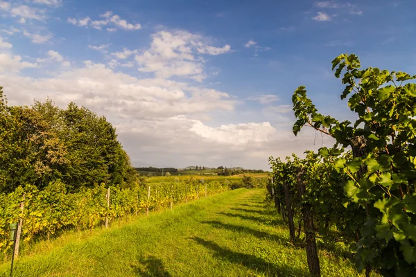 Campo de vid en el campo italiano — Foto de Stock