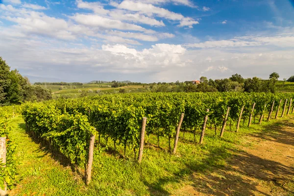 Grapevine field in the italian countryside — Stock Photo, Image