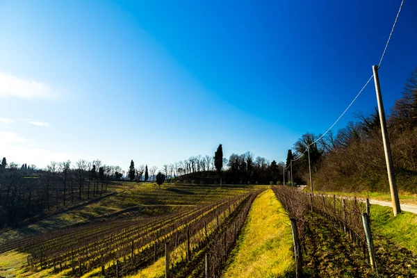 Viñedo a finales de invierno — Foto de Stock