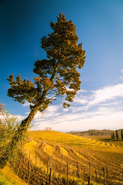 Viñedo a finales de invierno — Foto de Stock